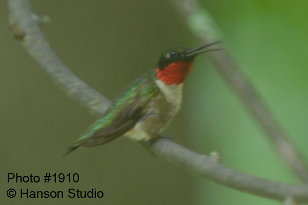 Hummingbird Sitting